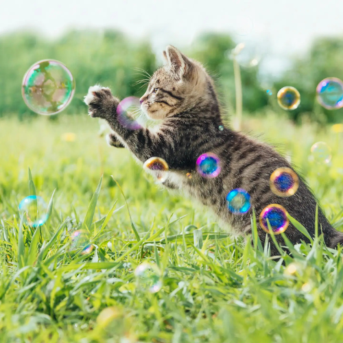 Atomic Bubbles Kitty Love Bubbles Catnip Infused, 4 oz