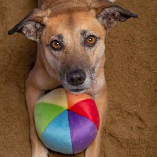 Fluff & Tuff Mini Beach Ball 5.5" Plush Dog Toy
