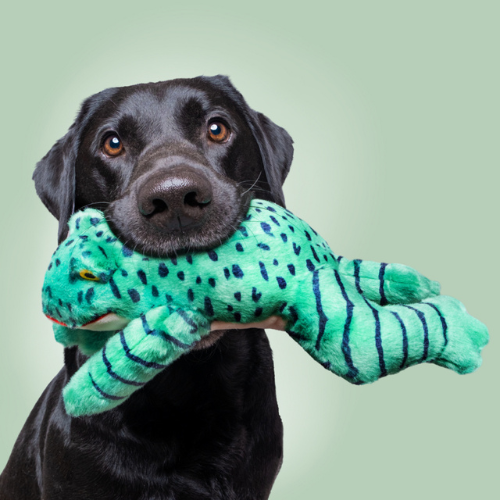 Fluff & Tuff Oliver Green Frog Plush Dog Toy