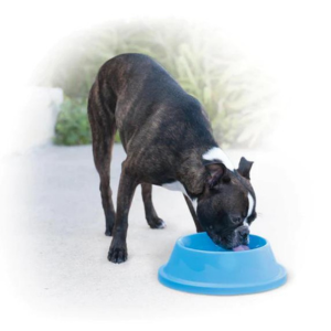 K&H Pet Products Coolin' Bowl Sky Blue 32 oz - Mutts & Co.