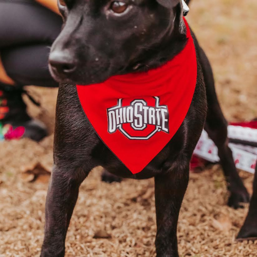 Top Rocks OSU Athletic Logo on Red Dog Bandana