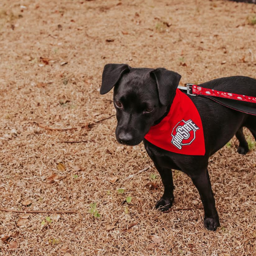 Top Rocks OSU Athletic Logo on Red Dog Bandana