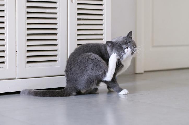 Do's and Don'ts of Pest Prevention