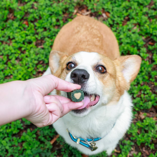 Ark Naturals Brushless Toothpaste Small Dental Dog Treats Single