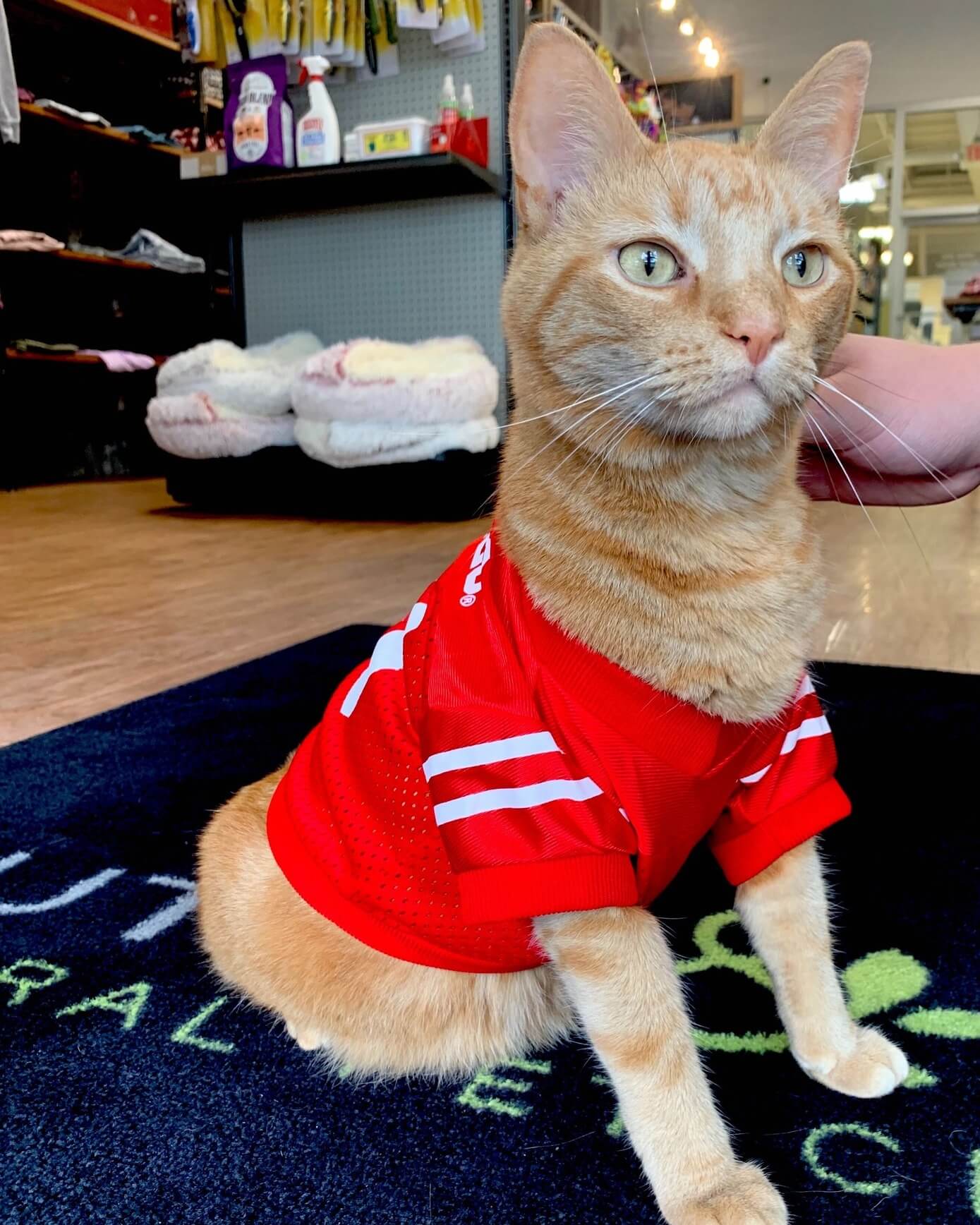 Buckeyes Cat Columbus ohio