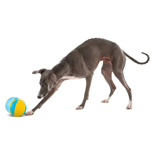 Guru Rock 'N Treat Dispensing Dog Toy, Medium