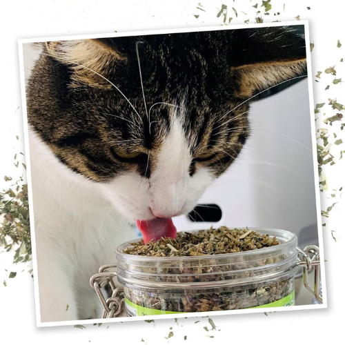 Meowijuana Jar of Pawty Mix Catnip