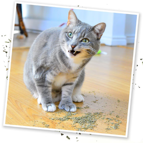 Meowijuana Purrple Passion Catnip & Silvervine Blend Catnip