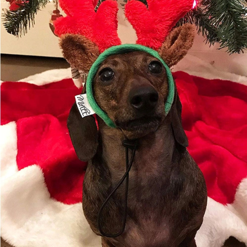 Midlee Designs Christmas Reindeer Antlers with Ears Headwear for Dogs
