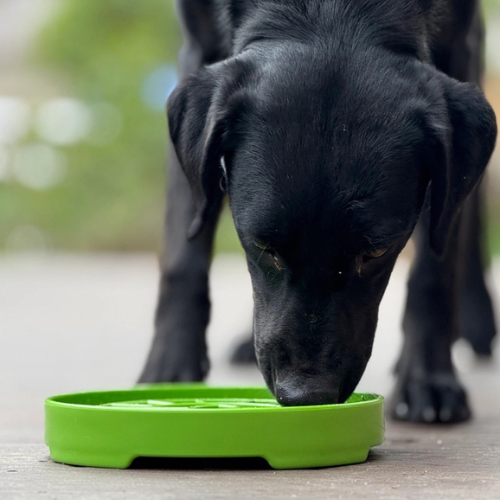 SodaPup Enriching Slow Feeder Garden Design Etray for Dogs Apple Green