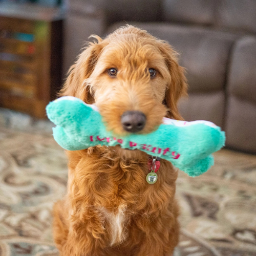 Thoozypet Birthday Bone Plush Dog Toy