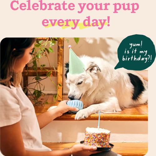 Woof Pet Pupsicle Birthday Buddy Blue Dog Toy
