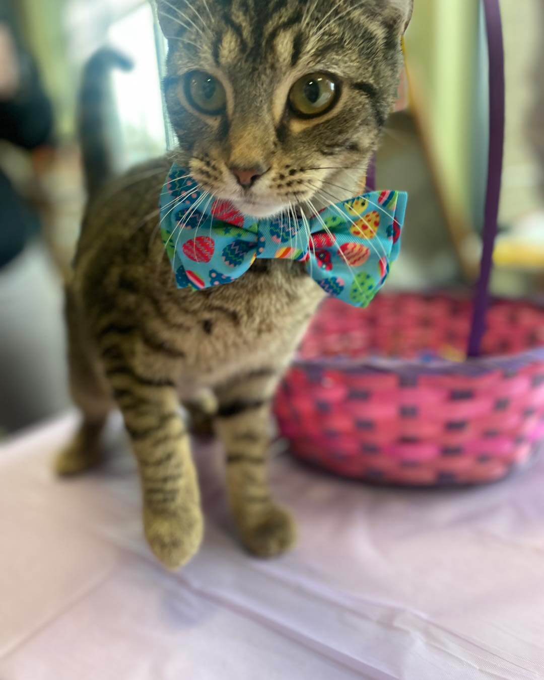 cat accessories columbus