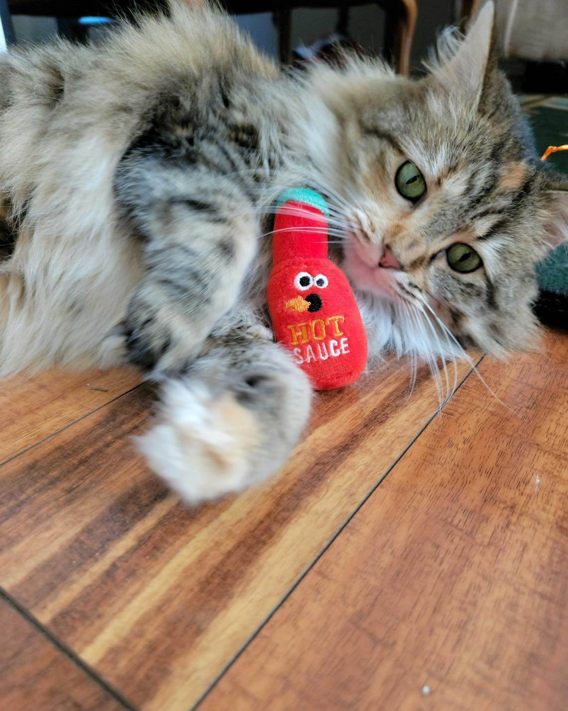 cat nip columbus ohio