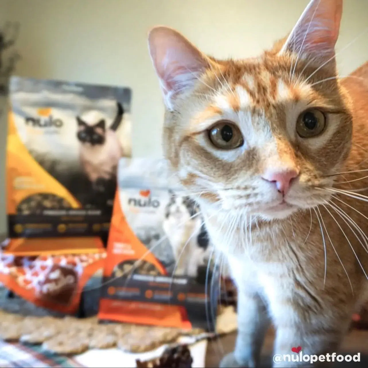 cat treats near me
