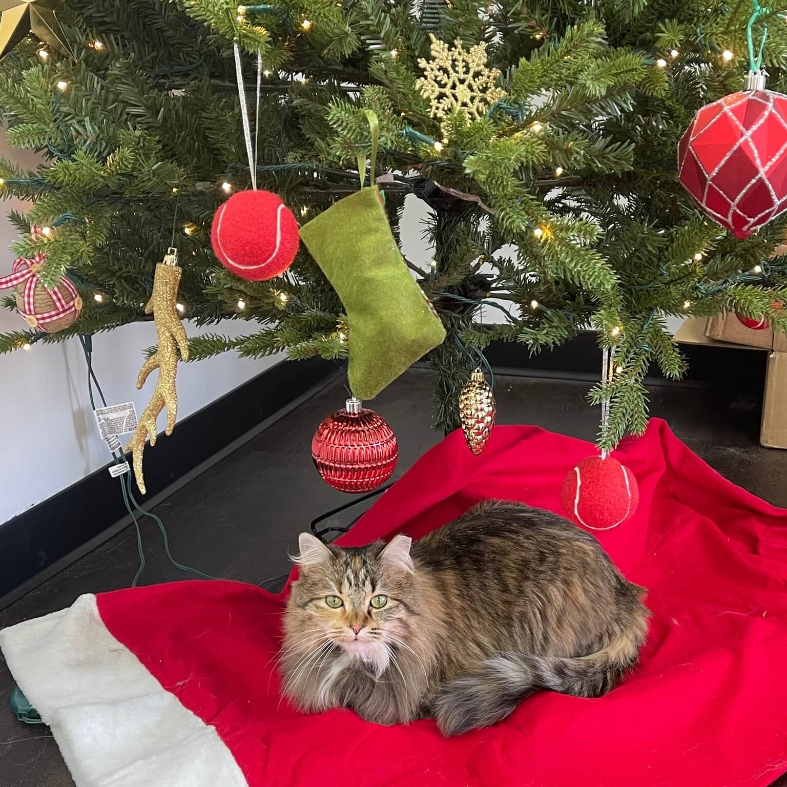 christmas cat