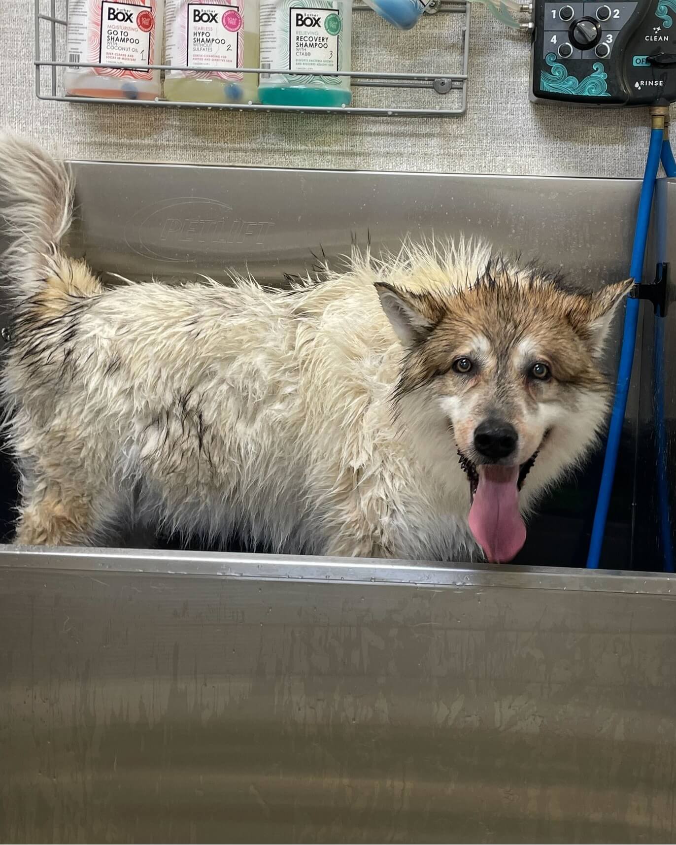 dog wash near me