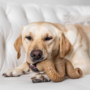 Benebone Tripe Flavored Bone Dog Chew Toy - Mutts & Co.