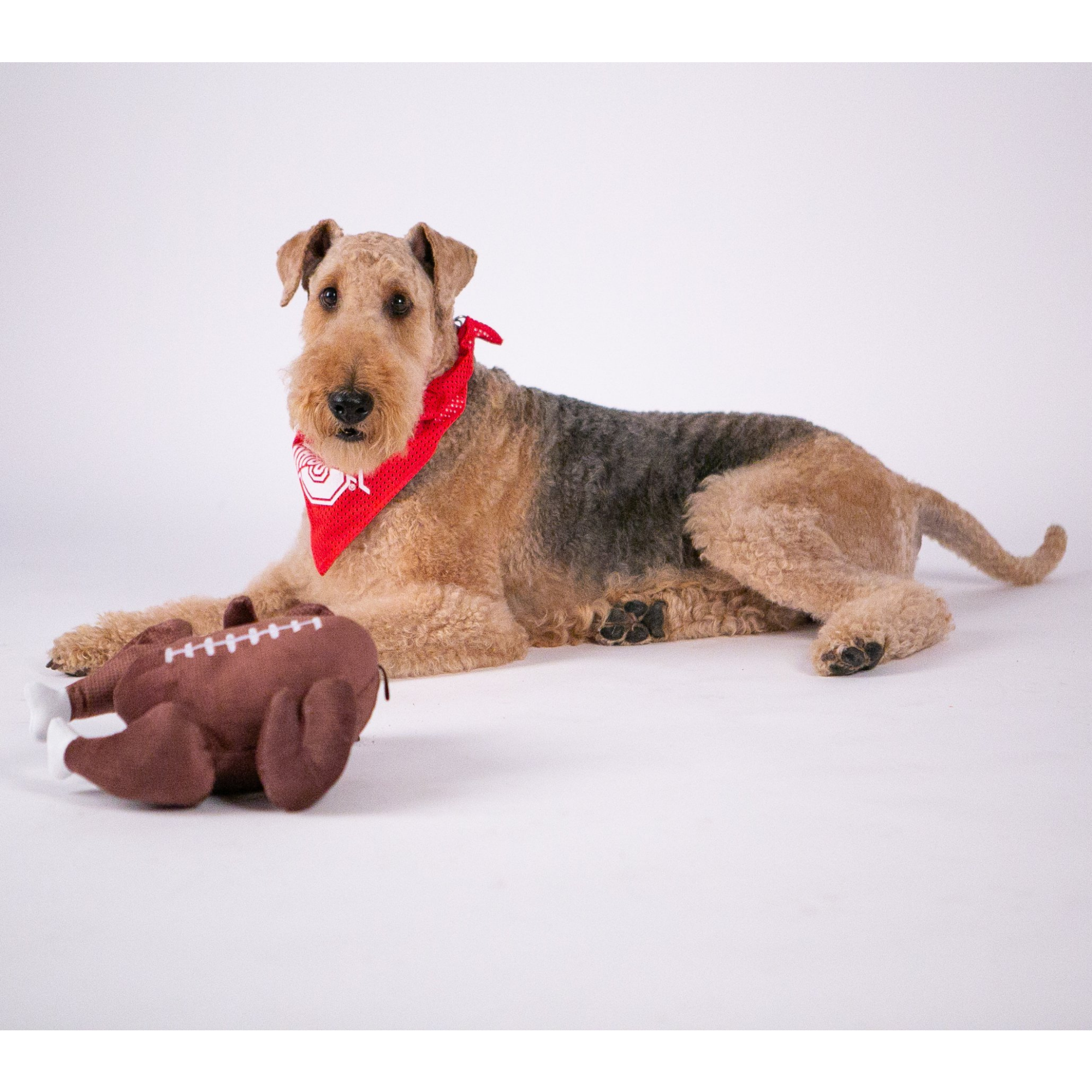 The License House Mesh Bandana - Mutts & Co.